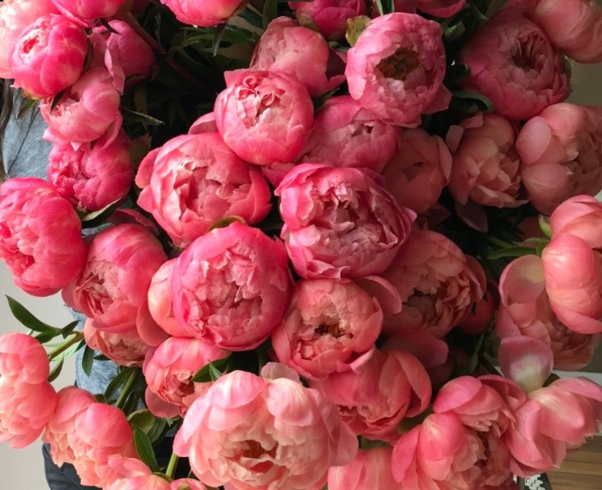 Peony Club! Starts early May