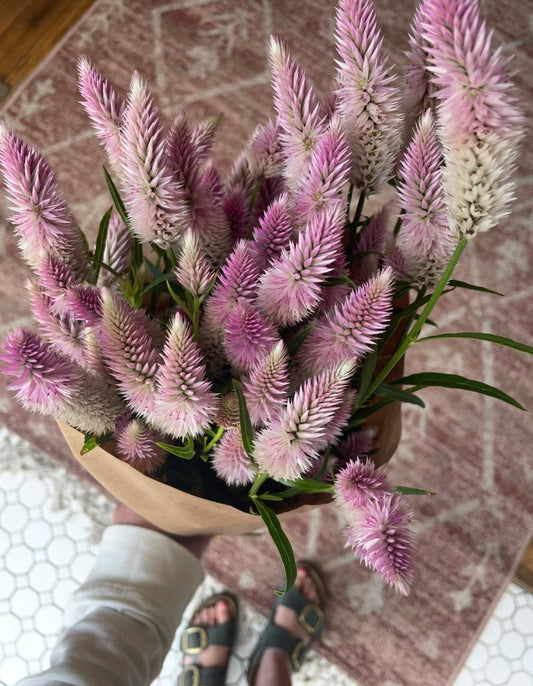 Grow your own Cut flower garden!