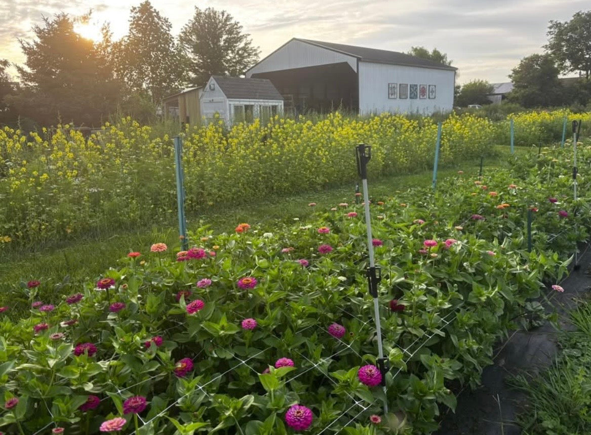 Flower Farm Tour with Morning Sun Flower Farm|Farmhouse Blooms|7 Wonders Farm  8/9 5-8pm