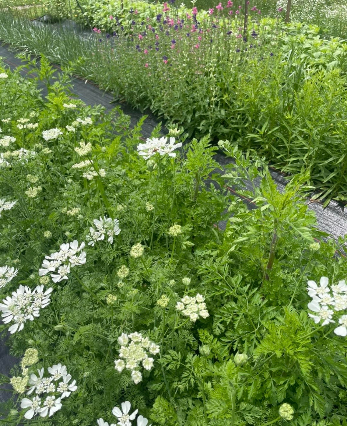 Flower Farm Tour with Morning Sun Flower Farm|Farmhouse Blooms|7 Wonders Farm  8/9 5-8pm