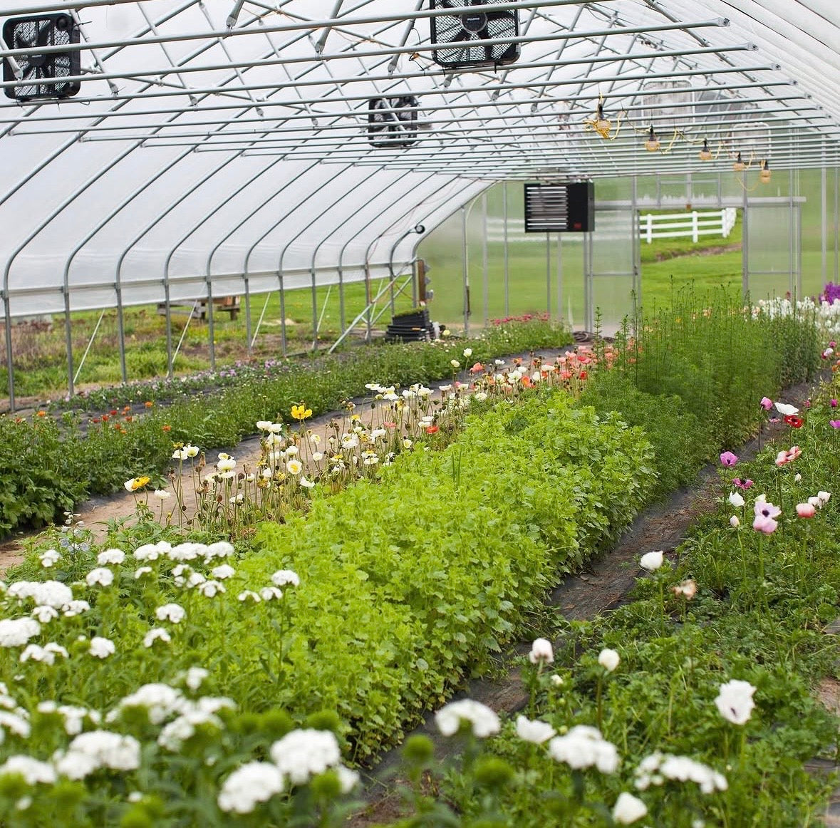 Flower Farm Tour with Morning Sun Flower Farm|Farmhouse Blooms|7 Wonders Farm  8/9 5-8pm
