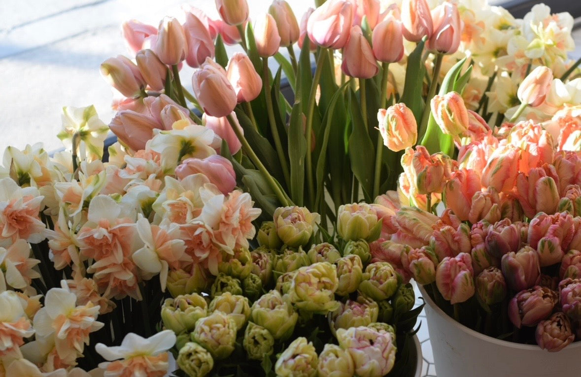 Tulip Bulbs-Warm sunset hues|Pick up in October